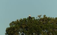Südafrika - St. Lucia - Bootsfahrt - Schreiseeadler &ndash; &copy; Annett Müller (Eberhardt TRAVEL)