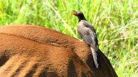 Südafrika - Hluhluwe iMfolozi Park - Pirschfahrt - Madenhacker &ndash; &copy; Annett Müller (Eberhardt TRAVEL)