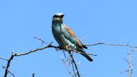 Südafrika - Hluhluwe iMfolozi Park - Pirschfahrt - Blauracke &ndash; &copy; Annett Müller (Eberhardt TRAVEL)