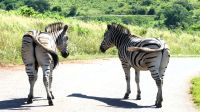 Südafrika - Hluhluwe iMfolozi Park - Pirschfahrt  &ndash; &copy; Annett Müller (Eberhardt TRAVEL)