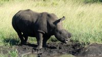 Südafrika - Hluhluwe iMfolozi Park - Pirschfahrt &ndash; &copy; Annett Müller (Eberhardt TRAVEL)