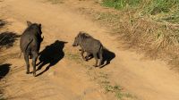 Südafrika - Hluhluwe iMfolozi Park - Pirschfahrt &ndash; &copy; Annett Müller (Eberhardt TRAVEL)