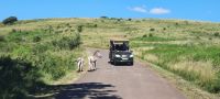 Südafrika - Hluhluwe iMfolozi Park - Pirschfahrt &ndash; &copy; Annett Müller (Eberhardt TRAVEL)