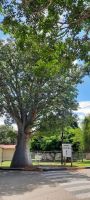 eSwatini - Südafrika - Baobab an der Grenze &ndash; &copy; Annett Müller (Eberhardt TRAVEL)