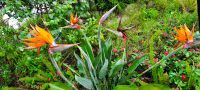 Südafrika - Graskop - Flora &ndash; &copy; Annett Müller (Eberhardt TRAVEL)