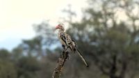Südafrika - Hoedspruit-Pridelands - Pirschfahrt - Rotschnabel Toko &ndash; &copy; Annett Müller (Eberhardt TRAVEL)