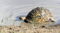 Südafrika - Hoedspruit-Pridelands - Pirschfahrt &ndash; &copy; Annett Müller (Eberhardt TRAVEL)