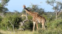 Südafrika - Hoedspruit-Pridelands - Pirschfahrt &ndash; &copy; Annett Müller (Eberhardt TRAVEL)