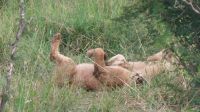 Südafrika - Hoedspruit-Pridelands - Pirschfahrt - Löwen Yoga &ndash; &copy; Annett Müller (Eberhardt TRAVEL)