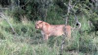Südafrika - Hoedspruit-Pridelands - Pirschfahrt &ndash; &copy; Annett Müller (Eberhardt TRAVEL)