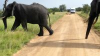 Südafrika - Kruger Nationalpark &ndash; &copy; Annett Müller (Eberhardt TRAVEL)