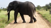 Südafrika - Kruger Nationalpark &ndash; &copy; Annett Müller (Eberhardt TRAVEL)