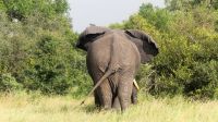 Südafrika - Kruger Nationalpark &ndash; &copy; Annett Müller (Eberhardt TRAVEL)