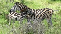 Südafrika - Kruger Nationalpark &ndash; &copy; Annett Müller (Eberhardt TRAVEL)
