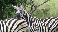 Südafrika - Kruger Nationalpark &ndash; &copy; Annett Müller (Eberhardt TRAVEL)