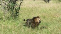 Südafrika - Kruger Nationalpark - Löwe &ndash; &copy; Annett Müller (Eberhardt TRAVEL)