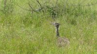 Südafrika - Kruger Nationalpark - Riesentrappe &ndash; &copy; Annett Müller (Eberhardt TRAVEL)
