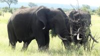 Südafrika - Kruger Nationalpark &ndash; &copy; Annett Müller (Eberhardt TRAVEL)