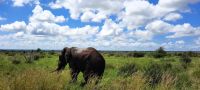 Südafrika - Kruger Nationalpark &ndash; &copy; Annett Müller (Eberhardt TRAVEL)
