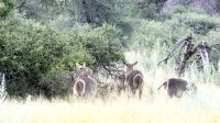 Namibia - Pirschfahrt Mount Etjo - Wasserbock &ndash; &copy; Annett Müller (Eberhardt TRAVEL)