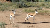 Namibia - Pirschfahrt Mount Etjo - Springbock &ndash; &copy; Annett Müller (Eberhardt TRAVEL)
