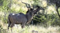 Namibia - Pirschfahrt Mount Etjo - Kudu &ndash; &copy; Annett Müller (Eberhardt TRAVEL)