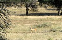 Namibia - Pirschfahrt Mount Etjo - Schabrackenschakal &ndash; &copy; Annett Müller (Eberhardt TRAVEL)