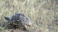 Namibia - Pirschfahrt Mount Etjo - Leopardenschildkröte &ndash; &copy; Annett Müller (Eberhardt TRAVEL)