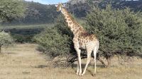 Namibia - Pirschfahrt Mount Etjo - Giraffe &ndash; &copy; Annett Müller (Eberhardt TRAVEL)