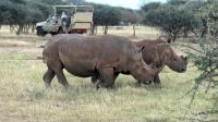 Namibia - Pirschfahrt Mount Etjo - Breitmaulnashorn &ndash; &copy; Annett Müller (Eberhardt TRAVEL)