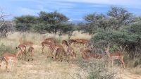 Namibia - Pirschfahrt Mount Etjo - Impala &ndash; &copy; Annett Müller (Eberhardt TRAVEL)