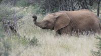 Namibia - Pirschfahrt Mount Etjo - Elefanten Teenager &ndash; &copy; Annett Müller (Eberhardt TRAVEL)