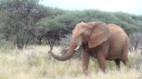 Namibia - Pirschfahrt Mount Etjo - Mama Elefant &ndash; &copy; Annett Müller (Eberhardt TRAVEL)