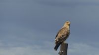 Namibia unterwegs - Raubadler (tawny eagle) &ndash; &copy; Annett Müller (Eberhardt TRAVEL)