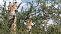 Namibia - Pirschfahrt Etosha - Hallo &ndash; &copy; Annett Müller (Eberhardt TRAVEL)