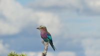 Namibia - Pirschfahrt Etosha - Gabelracke &ndash; &copy; Annett Müller (Eberhardt TRAVEL)