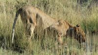 Namibia - Pirschfahrt Etosha - Löwin &ndash; &copy; Annett Müller (Eberhardt TRAVEL)
