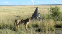 Namibia - Pirschfahrt Etosha - Löwin &ndash; &copy; Annett Müller (Eberhardt TRAVEL)
