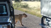 Namibia - Pirschfahrt Etosha - Löwin &ndash; &copy; Annett Müller (Eberhardt TRAVEL)