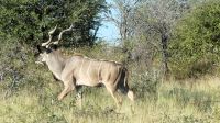 Namibia - Pirschfahrt Etosha - Kudubock &ndash; &copy; Annett Müller (Eberhardt TRAVEL)