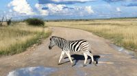 Namibia - Pirschfahrt Etosha - Zebrastreifen &ndash; &copy; Annett Müller (Eberhardt TRAVEL)