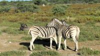 Namibia - Pirschfahrt Etosha - Kuschelstunde &ndash; &copy; Annett Müller (Eberhardt TRAVEL)