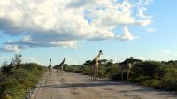 Namibia - Pirschfahrt Etosha - Roadblock Giraffen &ndash; &copy; Annett Müller (Eberhardt TRAVEL)