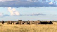 Namibia - Pirschfahrt Etosha - Elefantenherde &ndash; &copy; Annett Müller (Eberhardt TRAVEL)