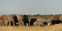 Namibia - Pirschfahrt Etosha - Elefantenherde &ndash; &copy; Annett Müller (Eberhardt TRAVEL)