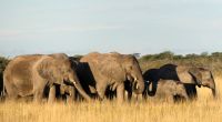 Namibia - Pirschfahrt Etosha - Elefantenherde &ndash; &copy; Annett Müller (Eberhardt TRAVEL)