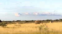 Namibia - Pirschfahrt Etosha &ndash; &copy; Annett Müller (Eberhardt TRAVEL)