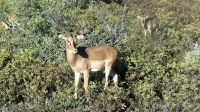 Namibia - Pirschfahrt Etosha - Impala &ndash; &copy; Annett Müller (Eberhardt TRAVEL)