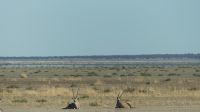 Namibia - Pirschfahrt Etosha - Oryx &ndash; &copy; Annett Müller (Eberhardt TRAVEL)
