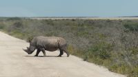 Namibia - Pirschfahrt Etosha - Nashorn &ndash; &copy; Annett Müller (Eberhardt TRAVEL)